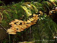 PMM001 Agaricomycetes.jpg