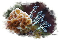 NE018 1110 Nemalecium lighti.jpg