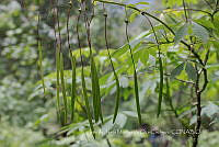 IMDOC4025 Cleoserrata speciosa.jpg