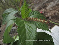 JAdNV0022 Acalypha macrostachya.JPG