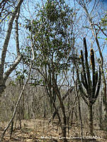 MEGA 0800 Morisonia americana.JPG