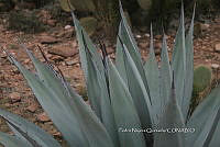 PNQ 0048 Agave applanata.jpg