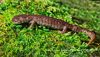 JARM006 Pseudoeurycea altamontana.jpg