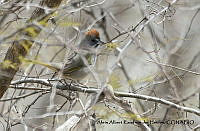 AAKVDH 0140 Pipilo chlorurus.JPG