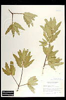 102093 Quercus emoryi.jpg