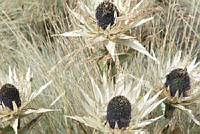 VWS064 Eryngium proteiflorum.jpg