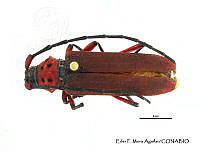EFM0028 Deltaspis thoracica.JPG