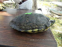 NE017 250 Trachemys venusta.jpg