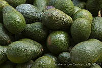 ARS00623 Persea americana.jpg