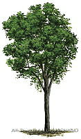 ADDLT0014 Laguncularia racemosa.JPG
