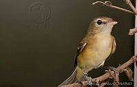 MGaves 2804 Vireo bellii.jpg