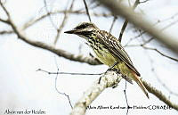 AAKVDH 0029 Myiodynastes luteiventris.JPG