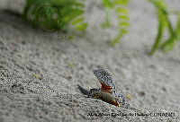 AAKVDH 0530 Callisaurus draconoides.JPG