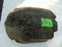 NE017 372 Trachemys venusta.jpg