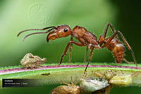 VNN6 007 El soborno.jpg