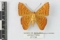 JF018 0735 Emesis mandana furor.jpg