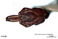 ME006 Hormi 0036 Odontomachus yucatecus.jpg