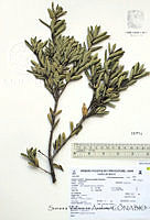SVA0016 Quercus pringlei.JPG