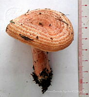 CBA0329 Lactarius sanguifluus.JPG