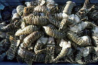 ARS00587 Panulirus argus.jpg