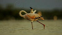 GR03 Phoenicopterus ruber.jpg