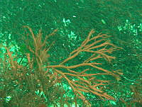 RRR0058 Farlowia sp..JPG