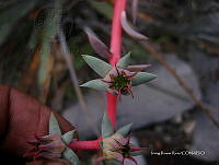 IRR 0390 Echeveria.jpg
