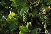 CD0108 Coccoloba uvifera.jpg