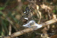 SG002 0124 Argiope trifasciata.jpg