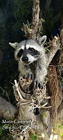 MCS IM0205 Procyon lotor insularis.jpg