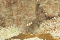 IDG1569 Coryphopterus personatus.jpg