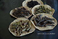 3R00696 Arsenura polyodonta. Atta mexicana, Zea mays.jpg