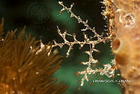 NE018 0041 Eudendrium bermudense.jpg