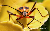 RAMGF 0009 Zelus longipes.jpg