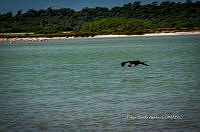 FBA0920 Fregata magnificens.jpg