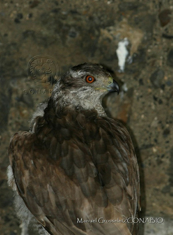 MGaves%202964%20Accipiter%20atricapillus.jpg.oCj10P70MWXdD6dhQA3g0JtbmFja29CbnFuZ3NAbXJ6LGtwZQA.dhlMD9sso 