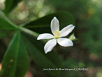 JAdNV0090 Esenbeckia berlandieri.JPG