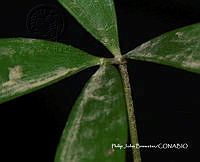 PJB ME014 225 Zamia paucijuga.JPG