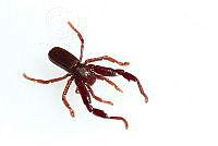 MASM07748 Pseudocellus sp..jpg