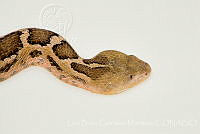 LBCM027 Crotalus ravus.jpg