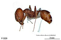 ME006 Hormi 0322 Pheidole gouldi.jpg