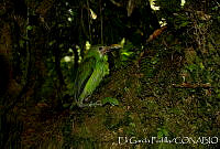 EGP0343 Aulacorhynchus prasinus.jpg