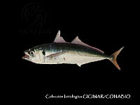 CICIMAR0536 Trachurus symmetricus.jpg