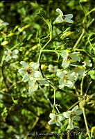 3758 Bravaisia integerrima.jpg