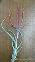 MRG-2017-311 Tillandsia caput-medusae (MRG-7jul17-g).JPG