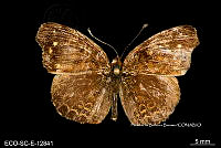 ME006 Entomo SCLC 0009 Anthanassa sp. 2.jpg