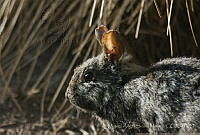 MASM06339 Romerolagus diazi.jpg