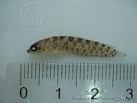 FVC0206 Starksia ocellata.tif