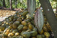 IMDOC2173 Theobroma cacao.jpg