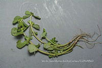 IMDOC4680 Portulaca oleracea.jpg